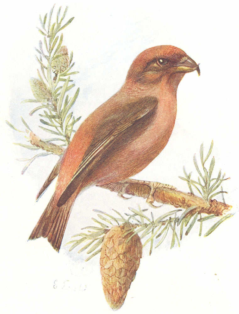 BIRDS. Crossbill  1901 old antique vintage print picture